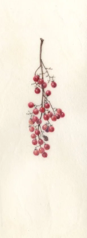 Pepperberries - Sold