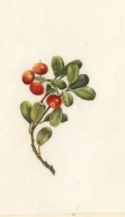 Ligonberries II - Sold
