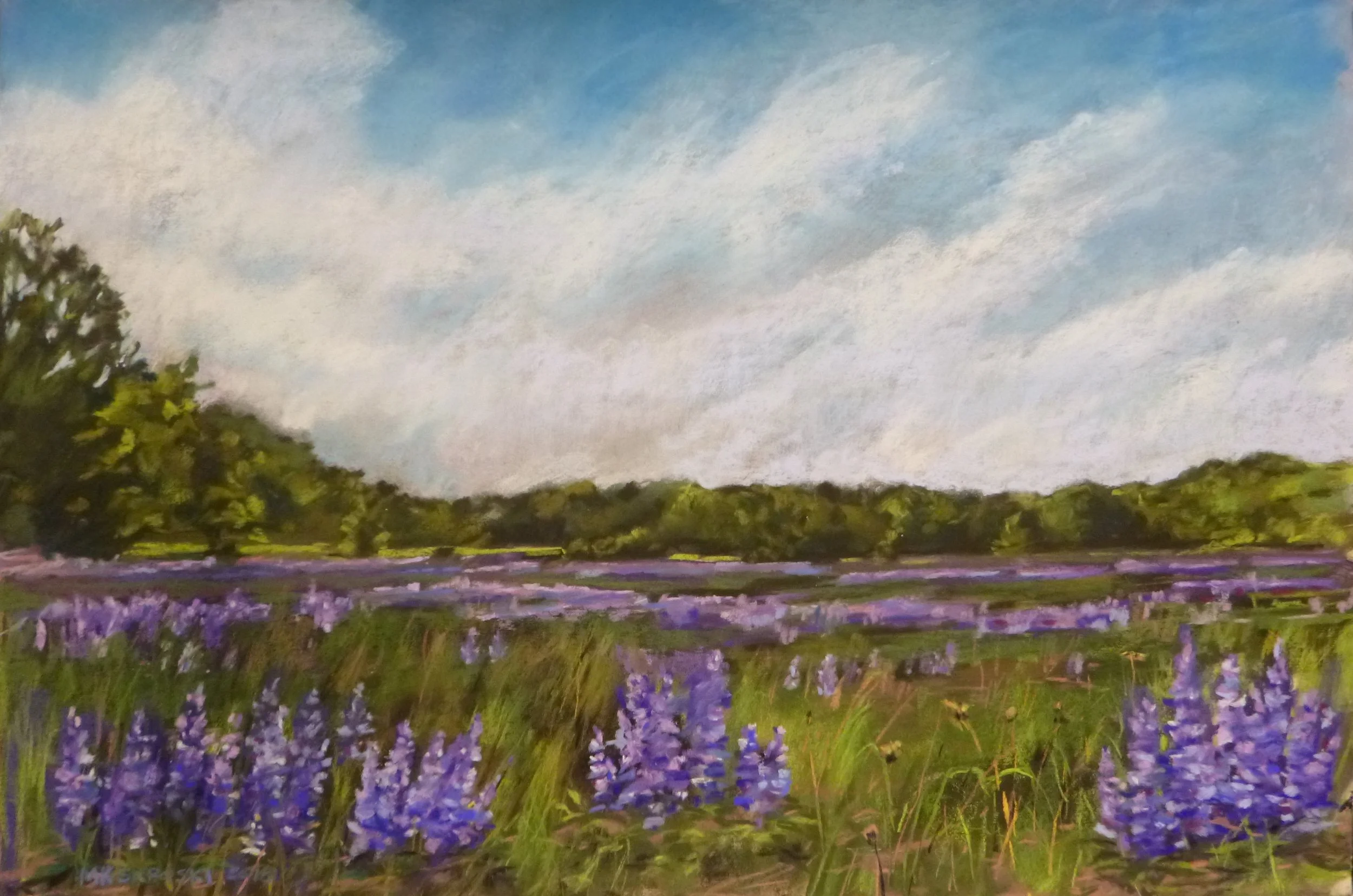 Lupine Field 