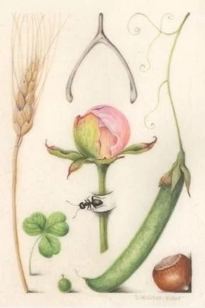 Hoefnagel Inspired #11 - Sold