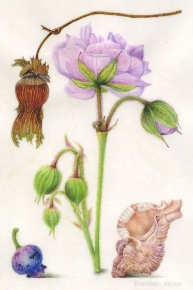 Hoefnagel Inspired #29