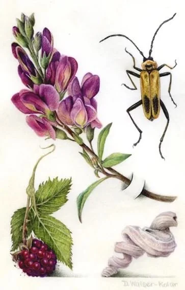 Hoefnagel Inspired #39