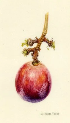 Grape Study