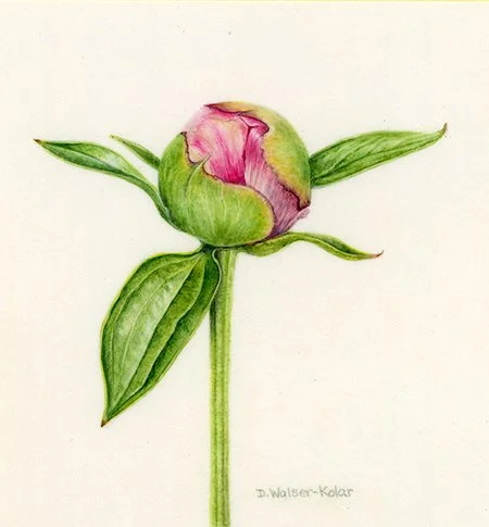 Peony Bud