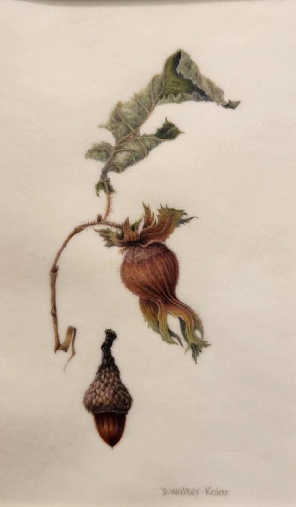 Acorn and Hazelnut