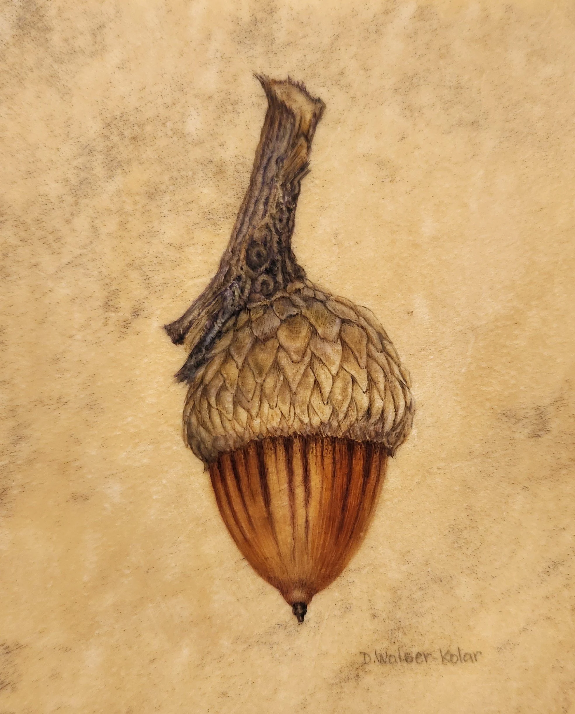 Large Acorn