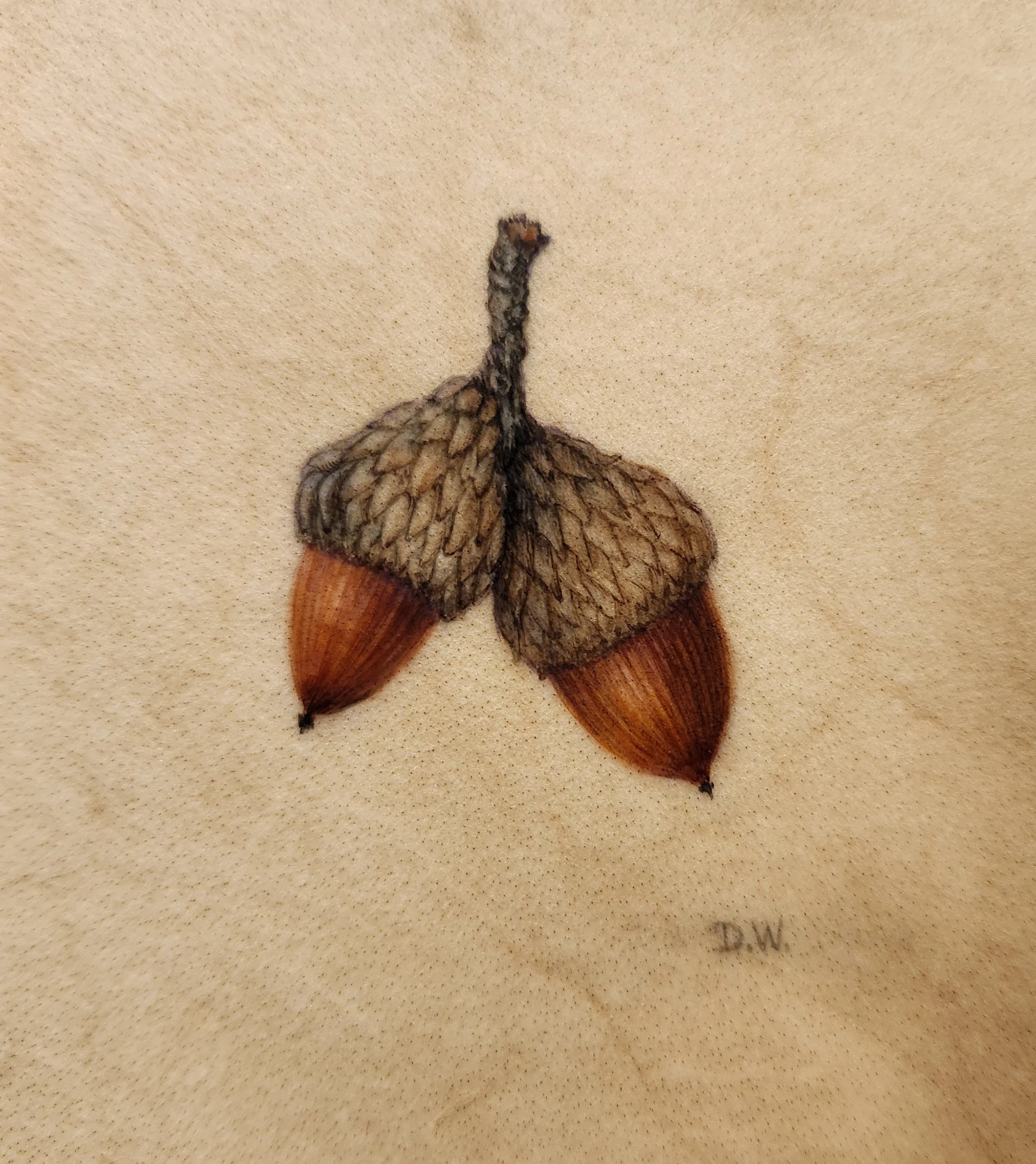Double Acorn