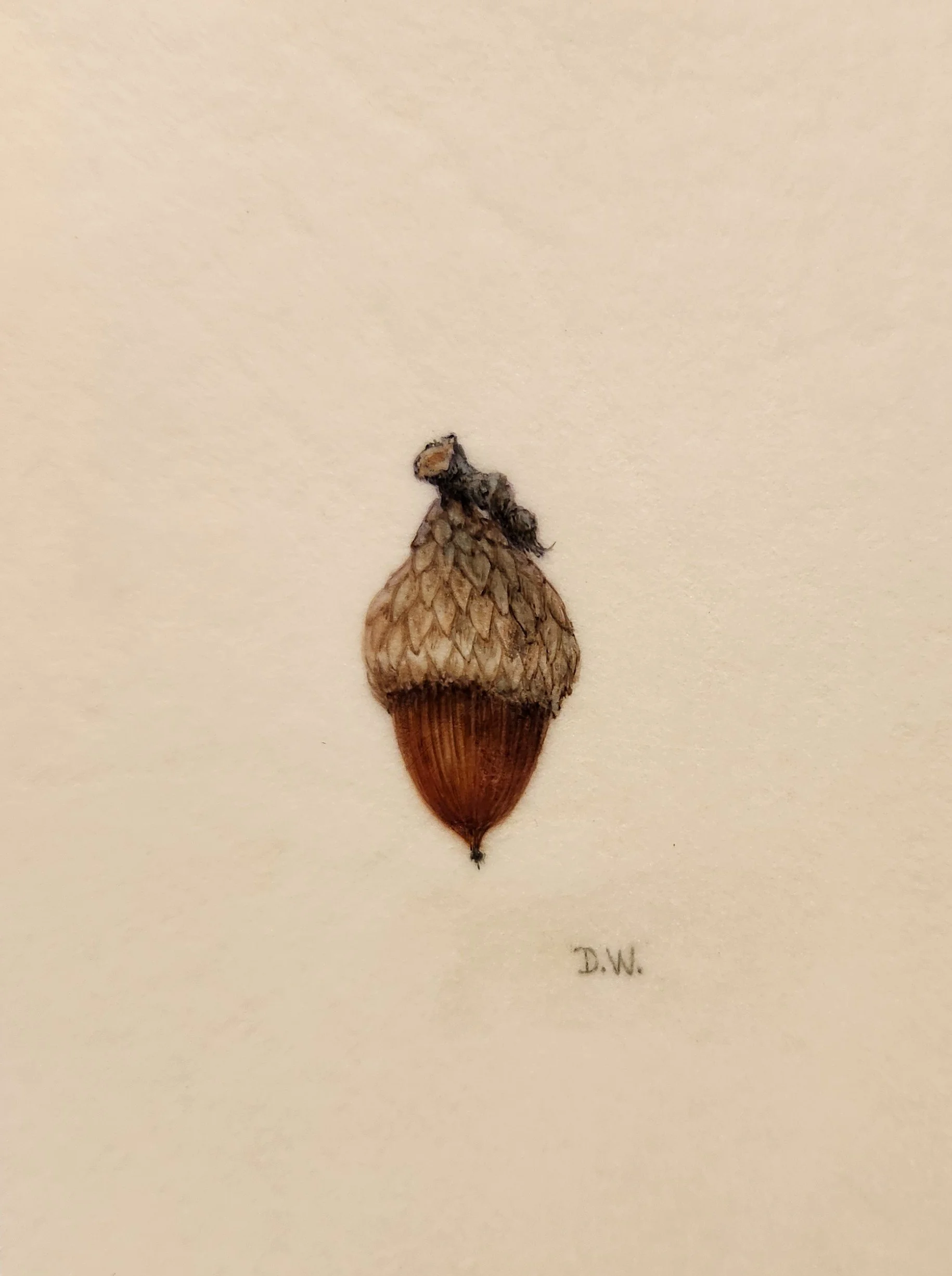 Acorn 