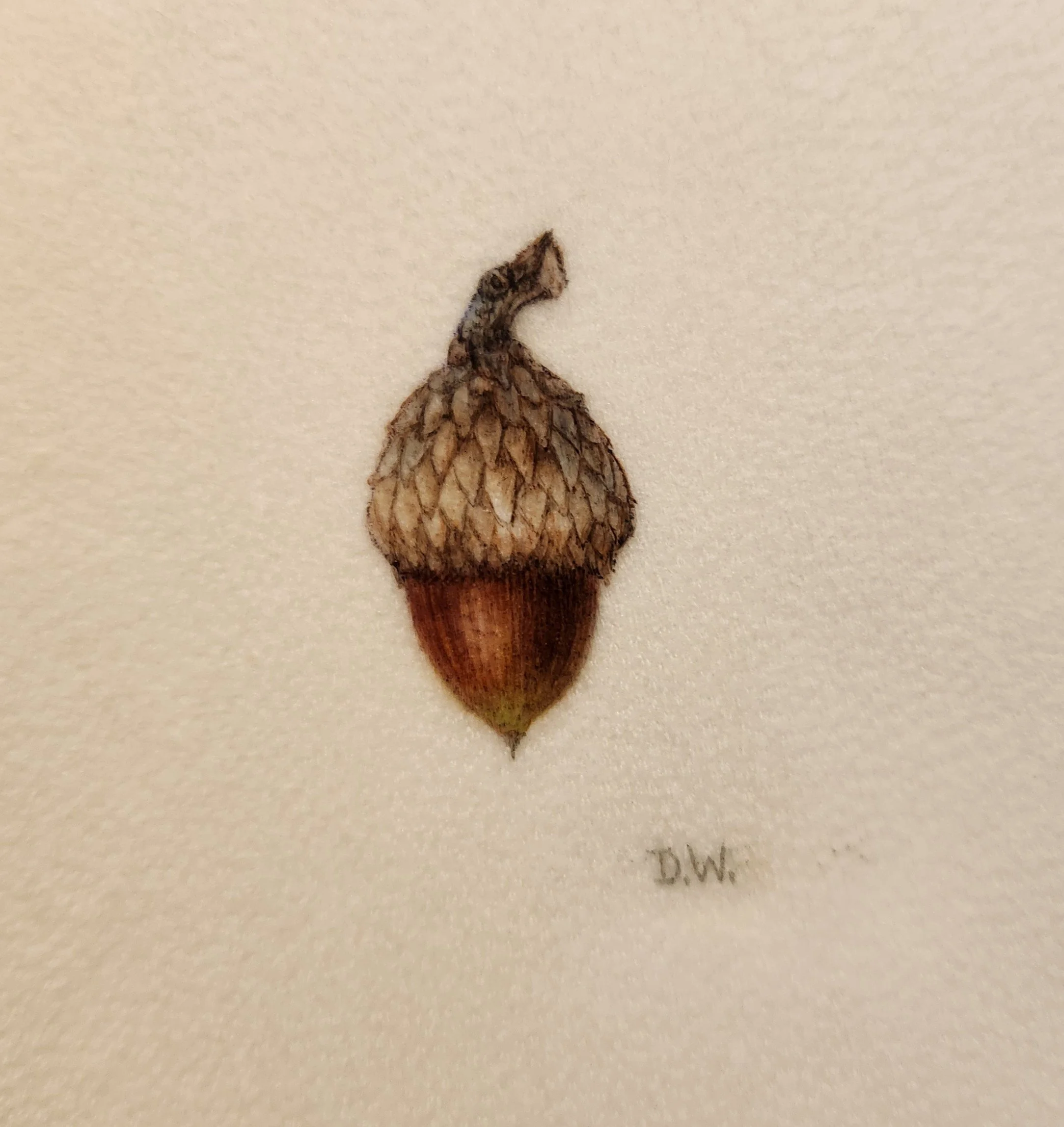 Acorn - sold