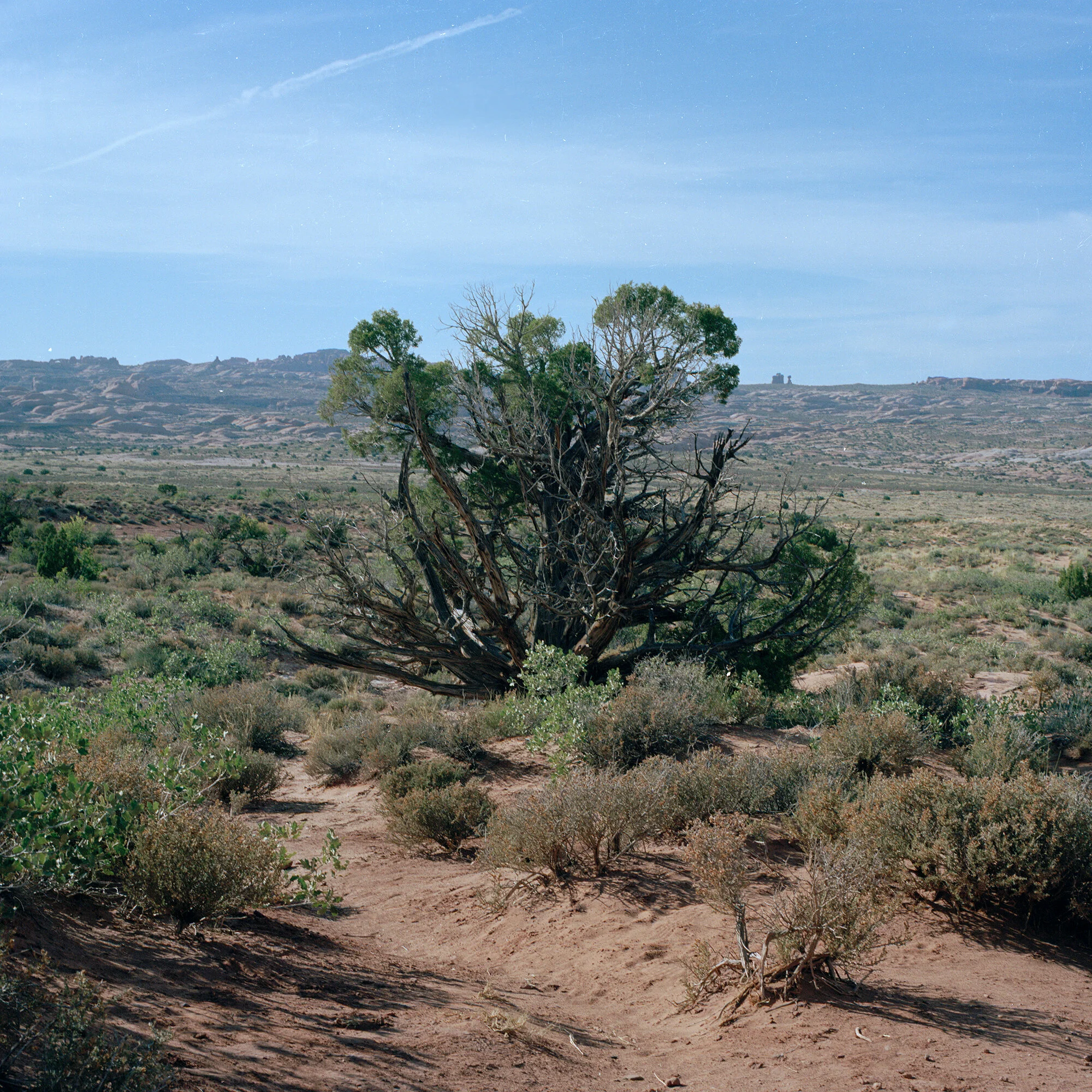 notherbush.jpg