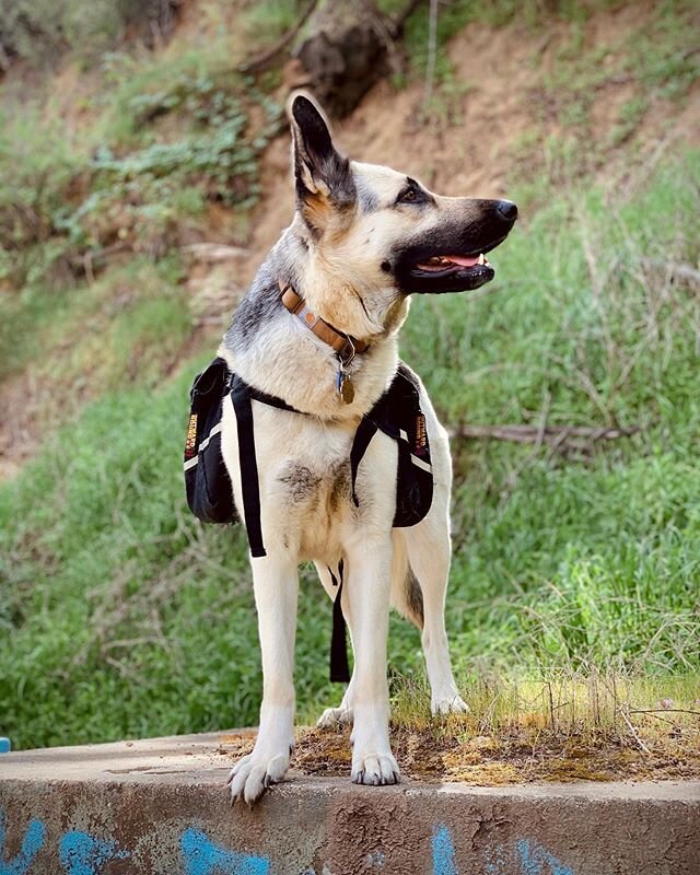 #meimeigsd #germanshepherd #gsd #dogsofinstagram #dogs