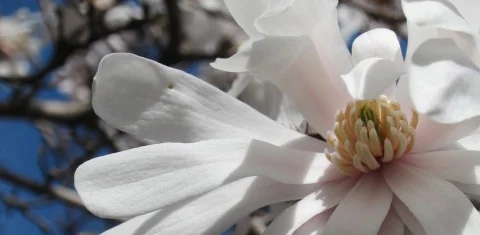 blossom.jpg