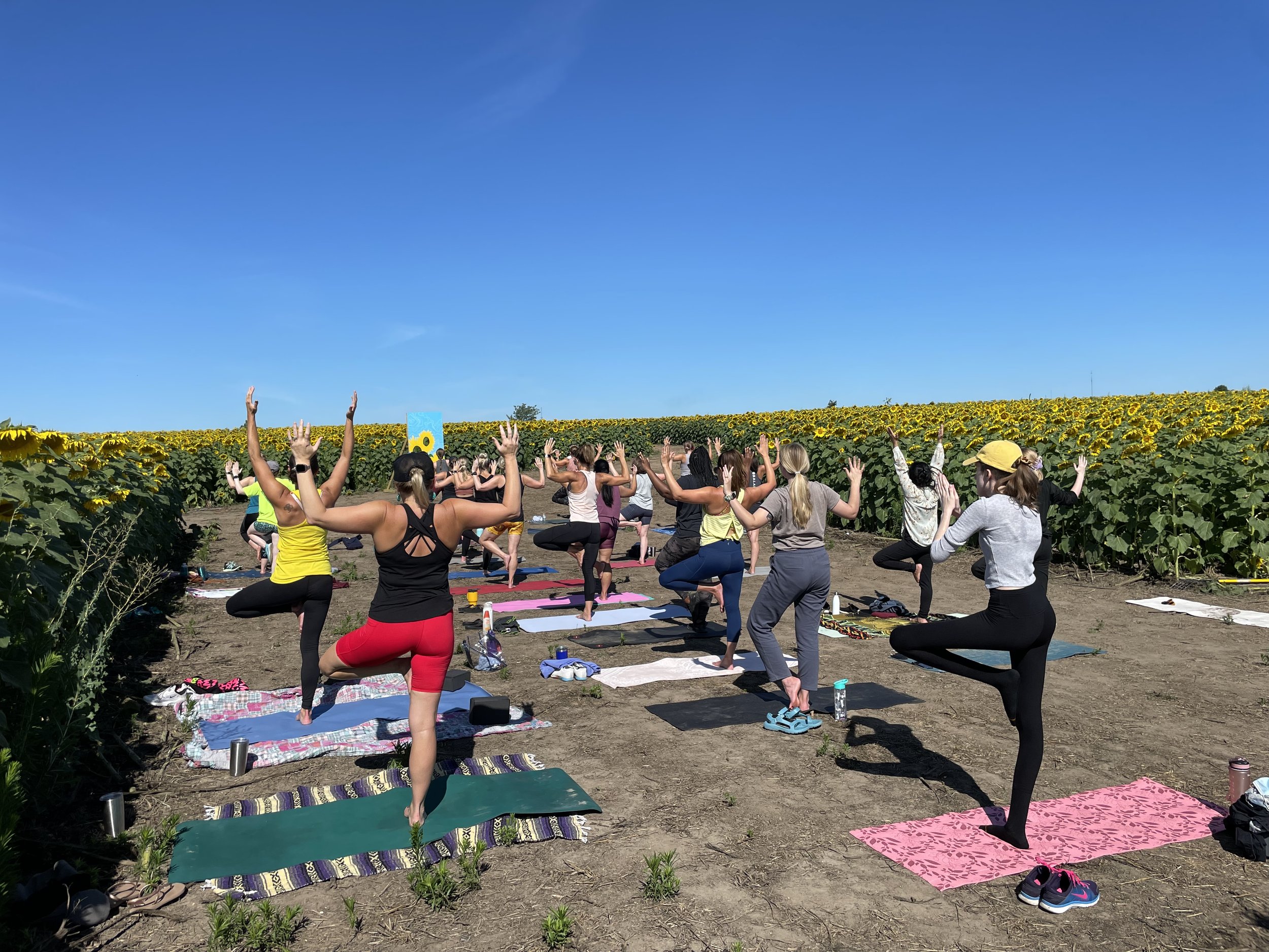 Sunflower Yoga at Clearview Farm