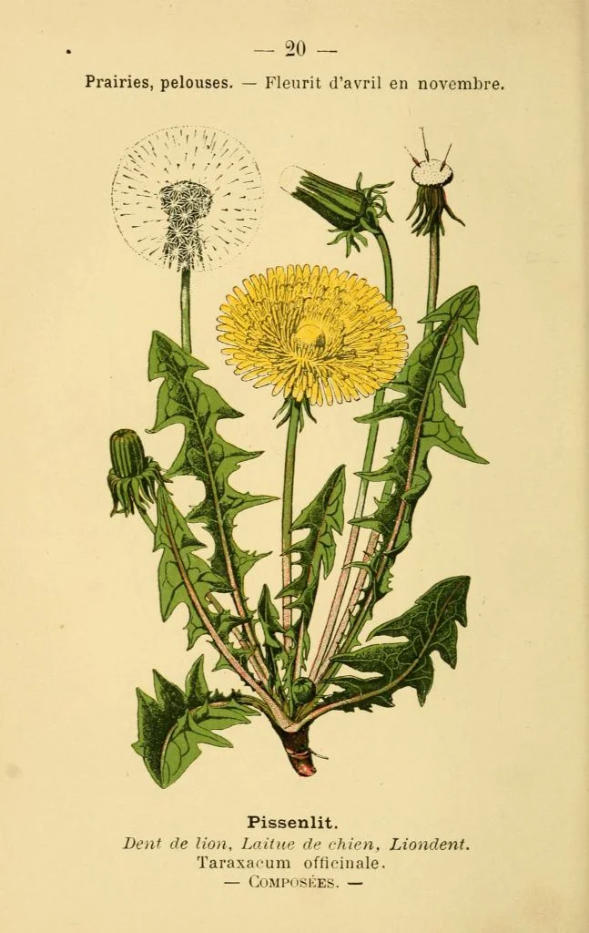 gravures_fleurs_prairies_champs_bois_-_pissenlit_-_taraxacum_officinale_-_dent_de_lion_-_laitue_de_chien_-_liondent.jpg