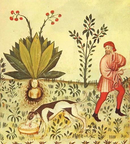 Mandragora_Tacuinum_Sanitatis.jpg