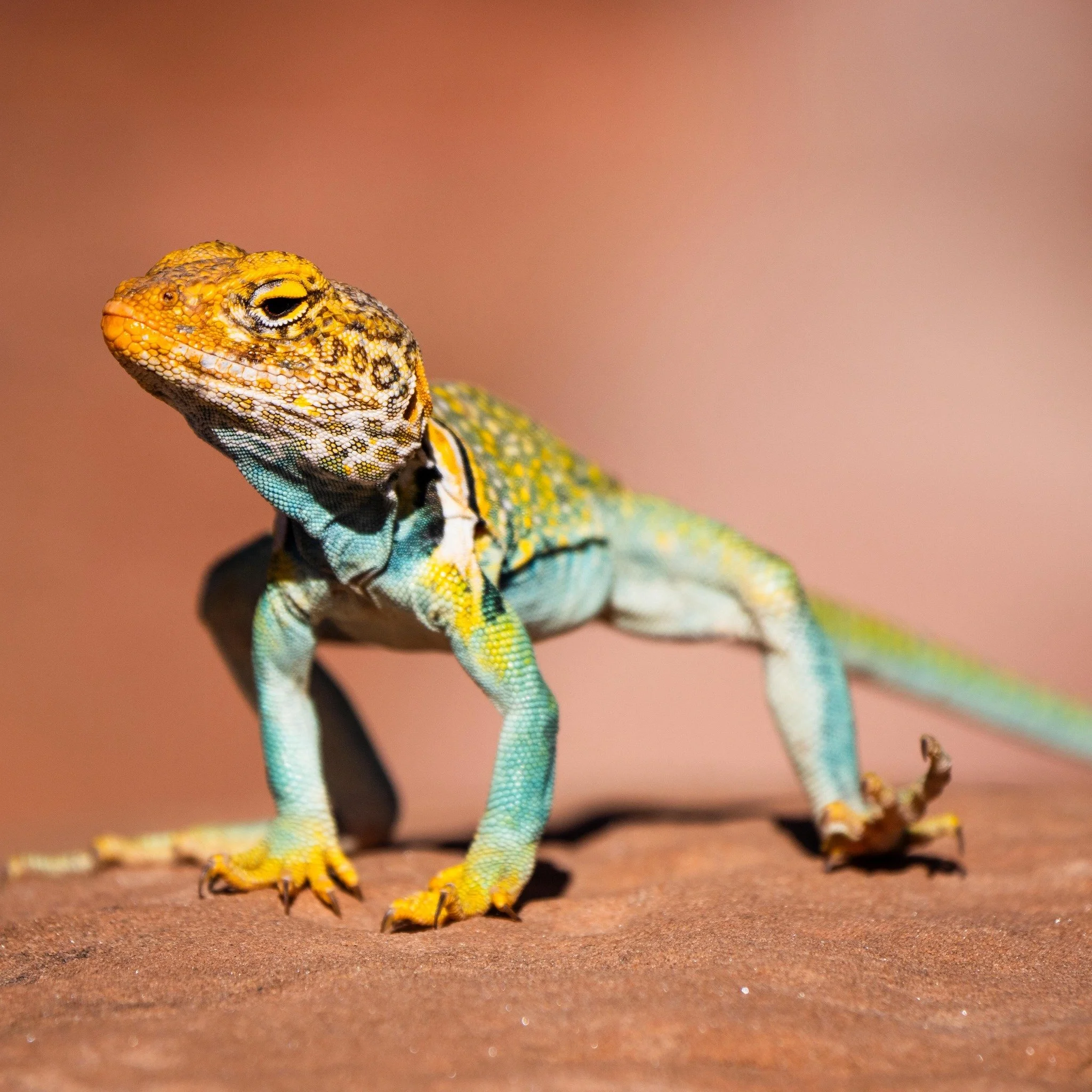 Always stoked when one of these bad dudes comes out flexin. Hide your bugs 
.
.
.
 #collaredlizard #wildlife #protectthedolores ##lumix100400 #wildlifephotography #nature #lizardsofinstagram #desertlife #desertwildlife