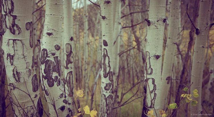 Authenticity and Aspens