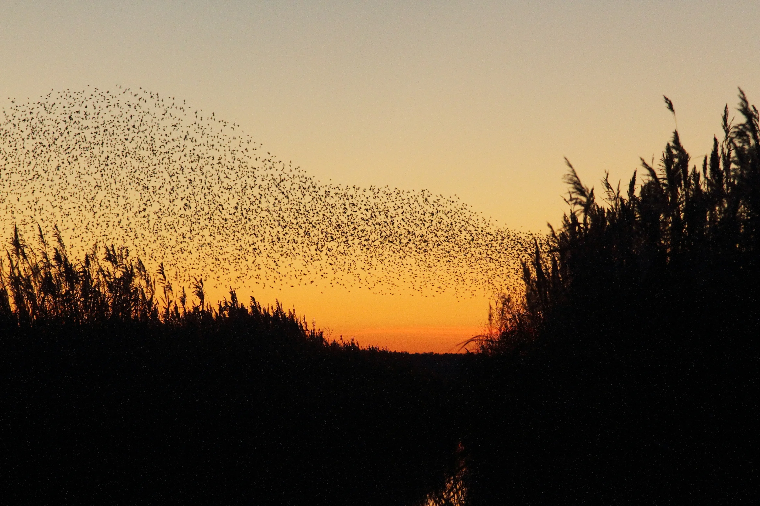 Murmuration.jpg