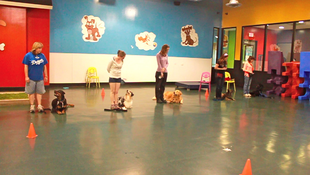 Retail Store — Best Friends Obedience & Agility School, Inc. & Dog Daycare
