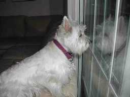 Maggie, the hyper little Westie pup I brought to your classes about 2 years ago, has turned into a fabulous dog. She's very sweet, and still remembers the commands we learned in class. "Leave it" really works when we go for walks. Thought you might like to see what she looks like all grown up! Take care. We'll call you if we need some refreshers! Sincerely, Karen Stern