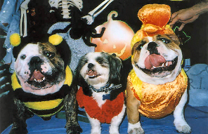 Dear Karen: Thank you for helping us all get along. Sometimes being brothers is hard and we get into arguments and hurt each other. Things are much better since our Mom and Dad called you, and we even won a Halloween contest! Tigger, Shaq and Dante