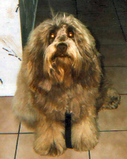 Raisin is now three years old and quite a character. He is handsome as well and stops people dead in their tracks wanting to know just what he is. He is well behaved and a pleasure to own, thanks to you. He still will only let strangers pet him if I tell him it is okay. I guess that is not so bad. He does not have an aggressive bone in his body and is really a big baby, although he likes to bully Polo who just gives in to him. Lynne Cloobeck