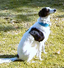 This is just a quick note to let you know how grateful I am that I took your class. I practice every day with Mariah on the basics you taught in class. Today she was barking at the computer door and I thought the barking dog next door was barking. So I let her out. Turns out it was a squirrel that ran across the yard and up a tree. When I called her to COME she hesitated a minute and came right in. If that squirrel ran down the hill I would have lost her. Thank you for helping me teach her to come. Lana