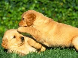 puppyparty-headstart.jpg