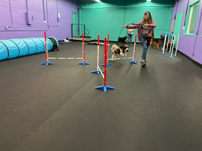 agility paw output_image1675808871534 (002).jpg