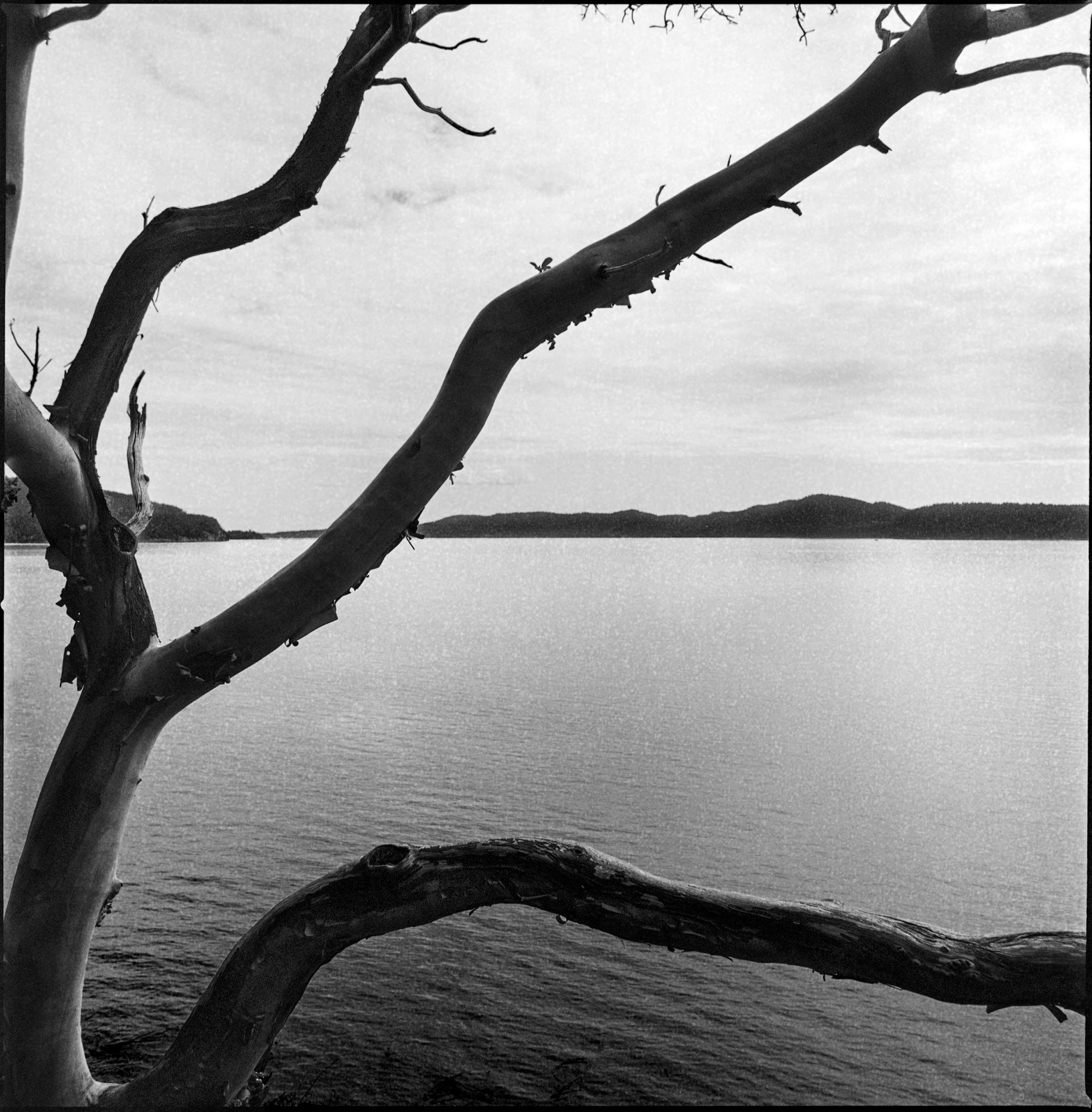 Arbutus-Tree-on-Mayne-Island,-BC-2021.jpg