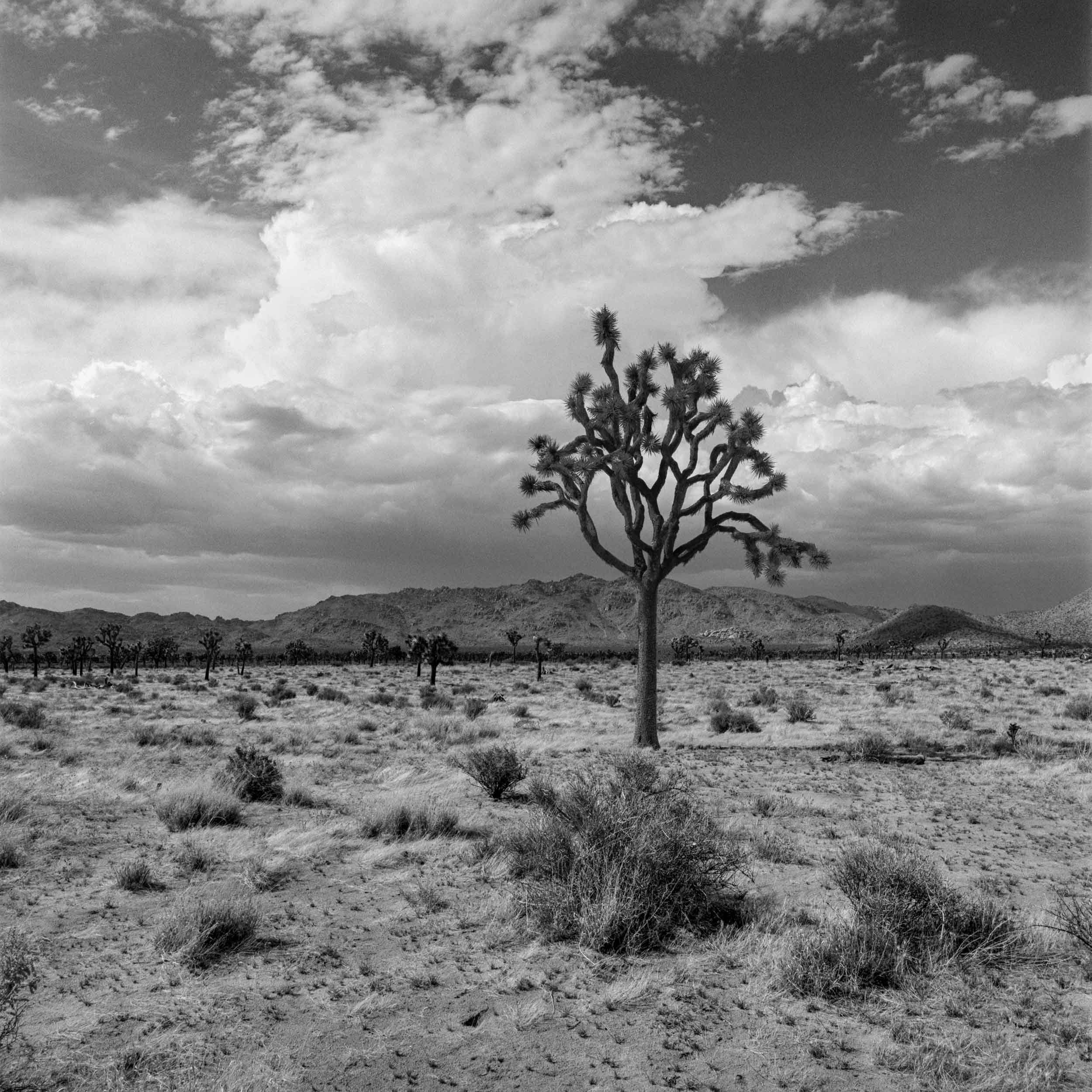 Joshua Tree 2023 -   010.jpg