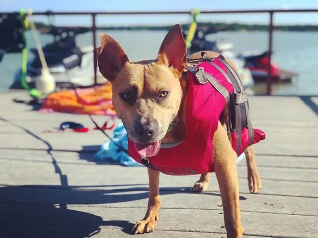 Learning how to swim. 💚 #dogsofinstagram #lake #summer #rescuedog