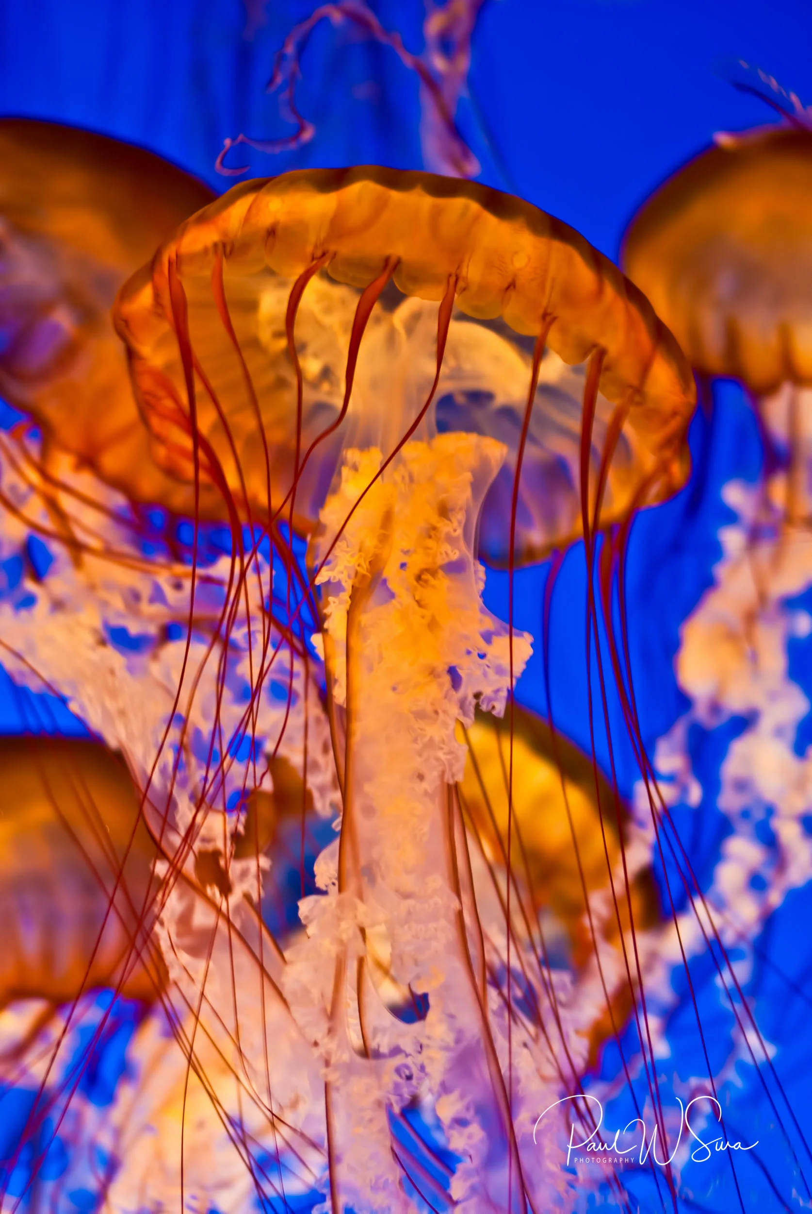 20080718-_PWS0071-Edit-2.jpg
