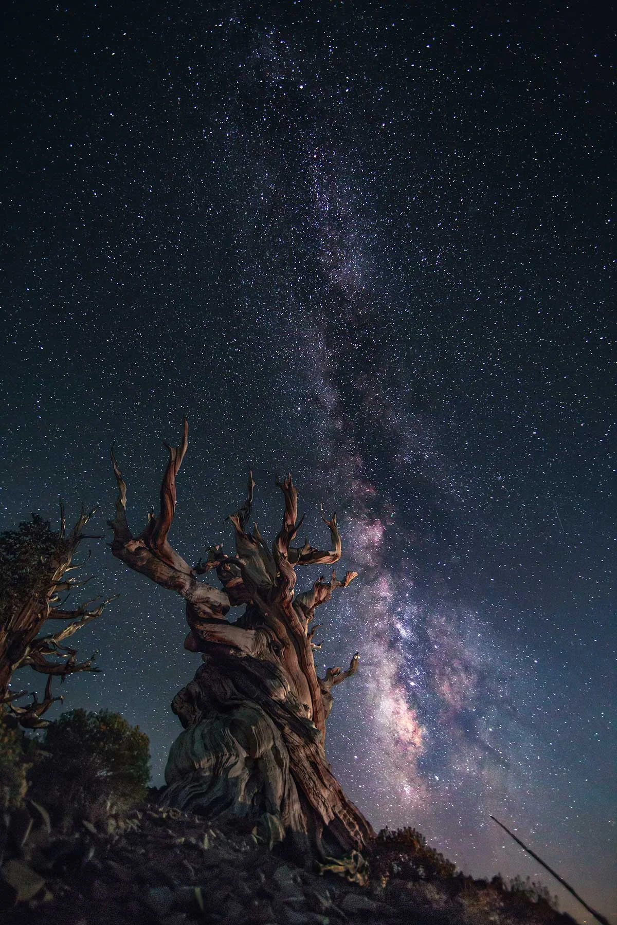 usa-bristlecone-pine-002.jpg