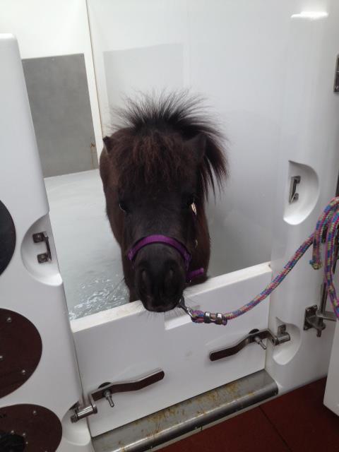Mini Horses