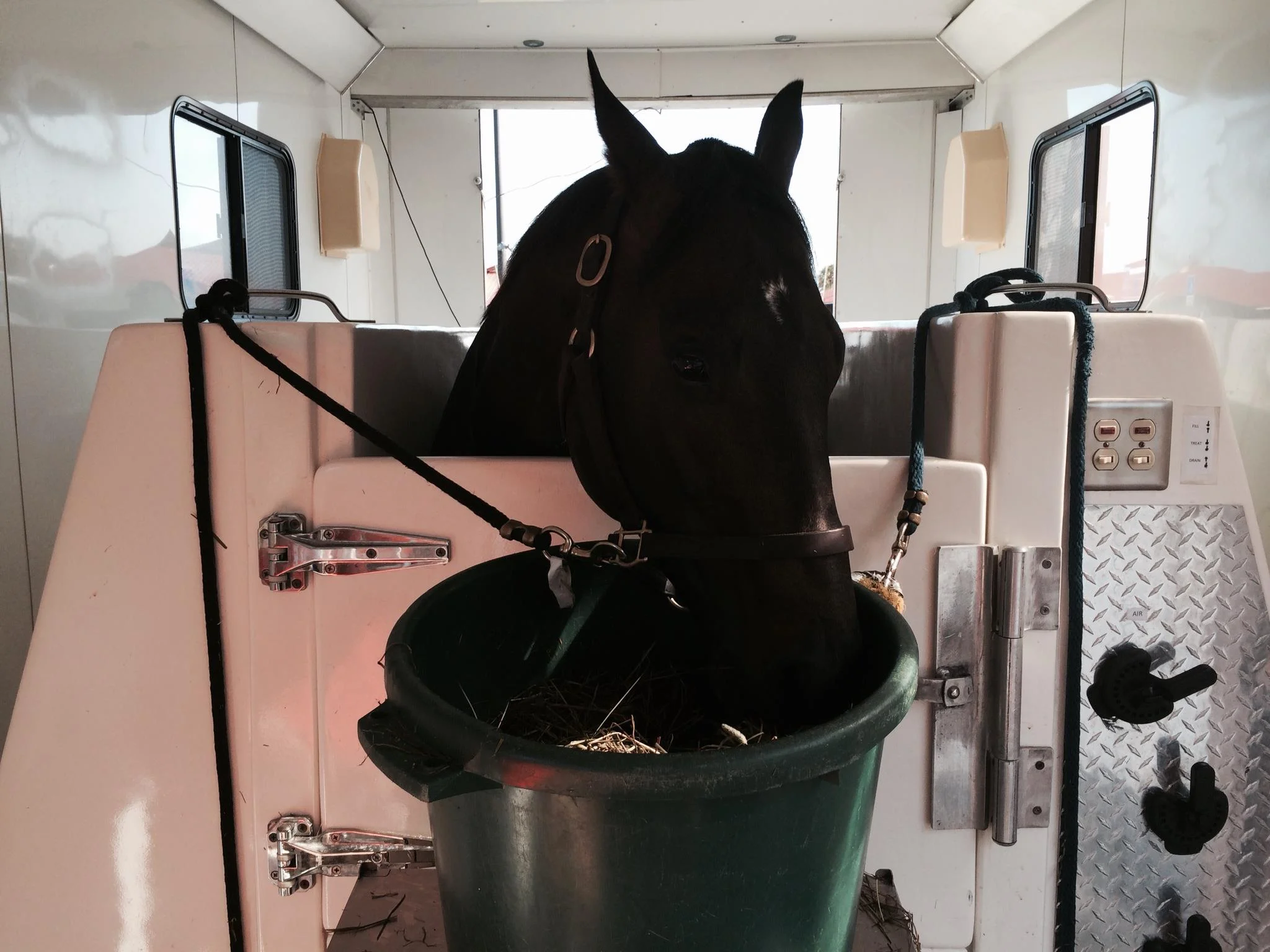 Bal A Bali in the Equine Spa as part of his treatment regime for Laminitis