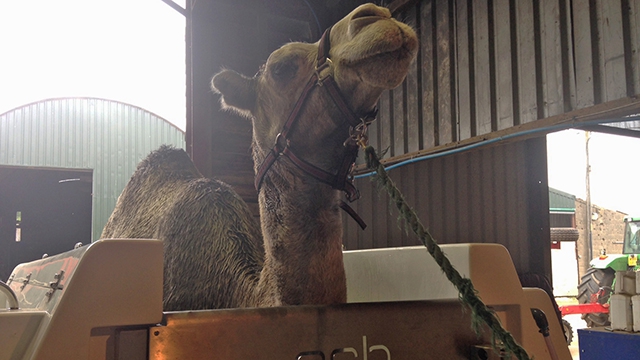  Kokoso in the equine spa: "He’s a lovely animal and just walks straight in”