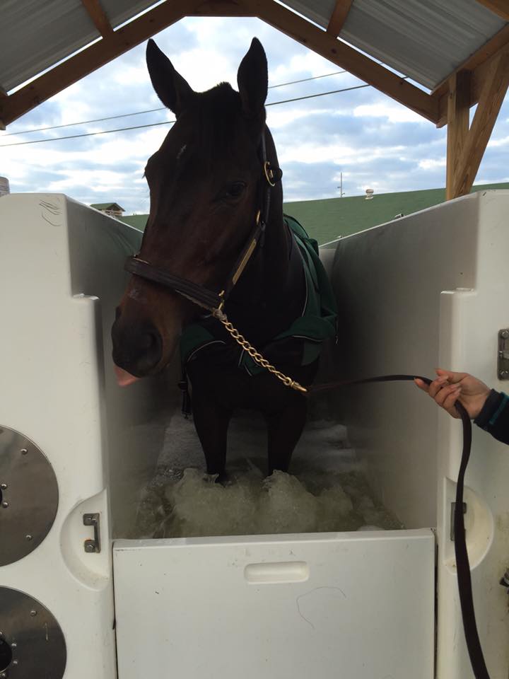 Tepin in the ECB Equine Spa at Equizone Hydrotherapy