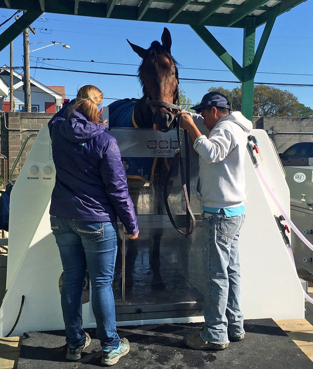 Tom and Gayle Benson's 3-year-old colt Mo Tom, a leading contender for the Louisiana Derby, stands in the Equine Spa, which is used for cold therapy treatment in racehorses. (Katherine Terrell, NOLA.com | The Times-Picayune)
