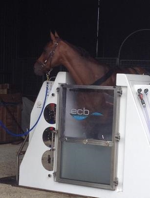 Blue Loyd - ridden by Cian O'Connor for an Olympic Bronze Medal at the 2012 London Olympic Games