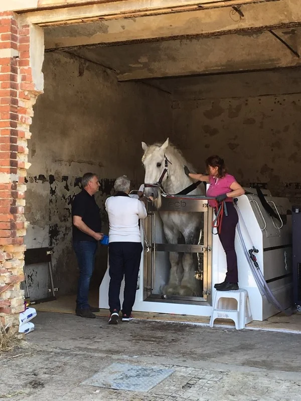 A shire horse breeding yard in Germany. 