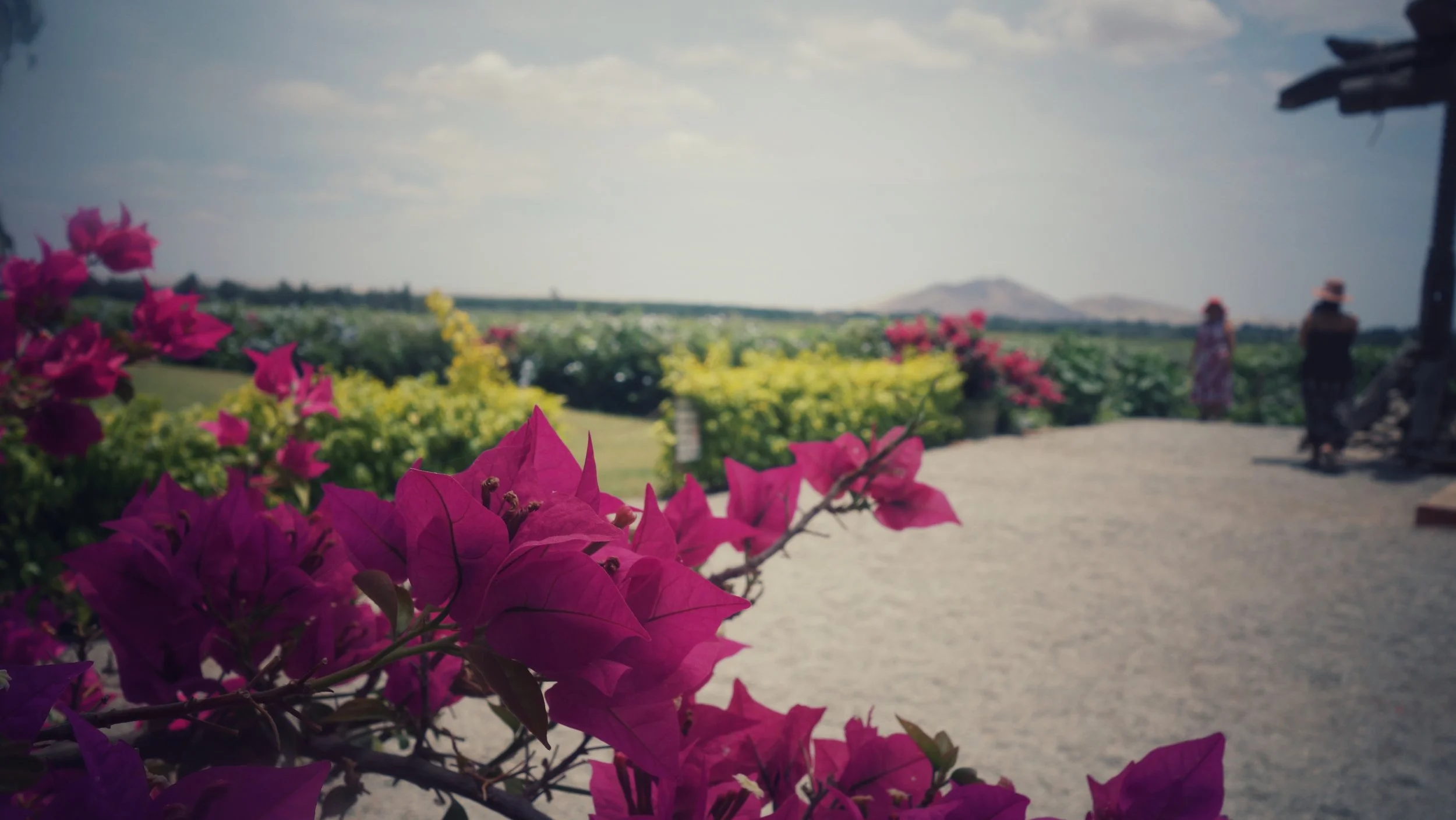 DSC08236-01.jpeg