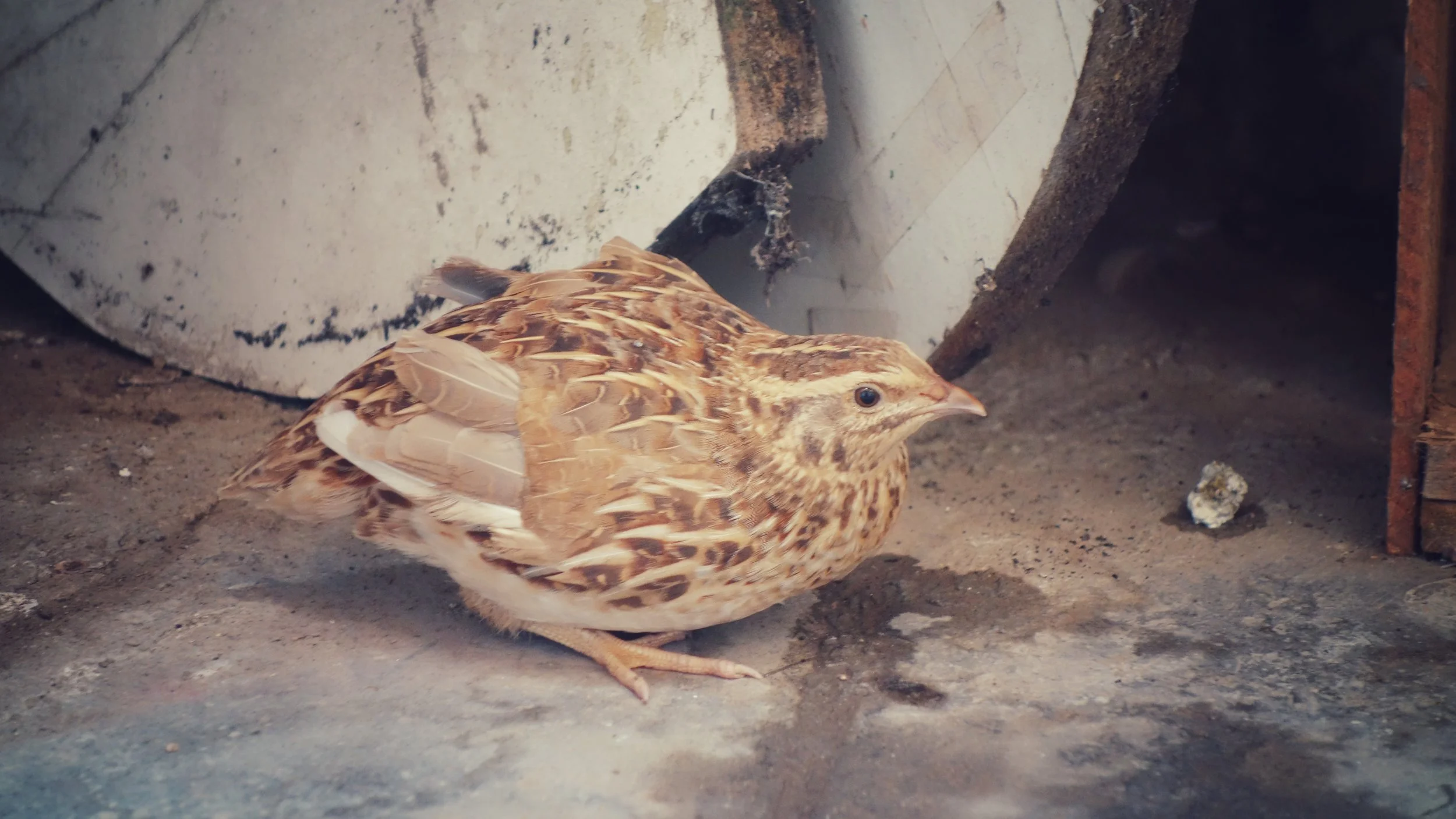 DSC08657-01.jpeg