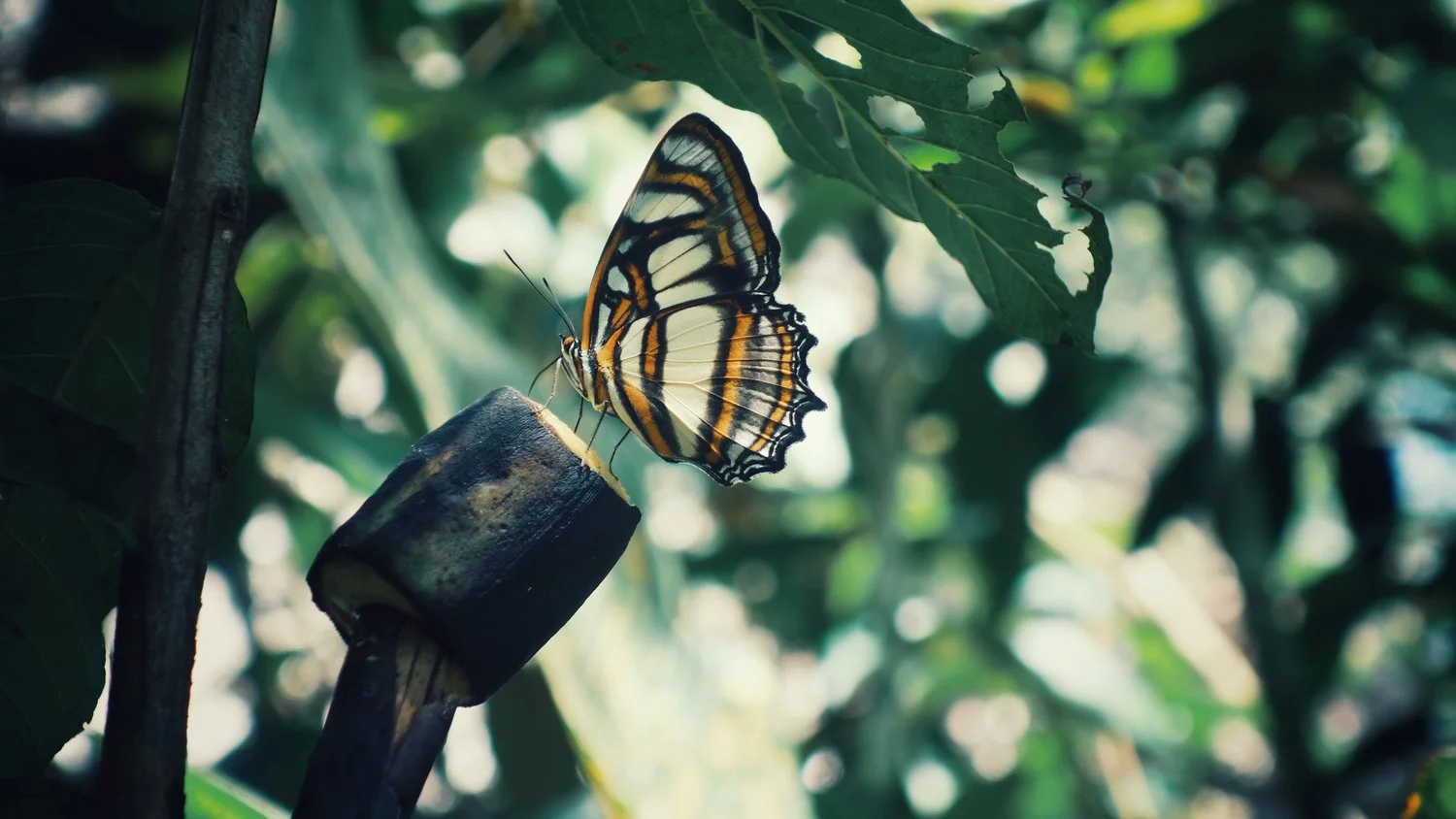 Butterfly.jpeg