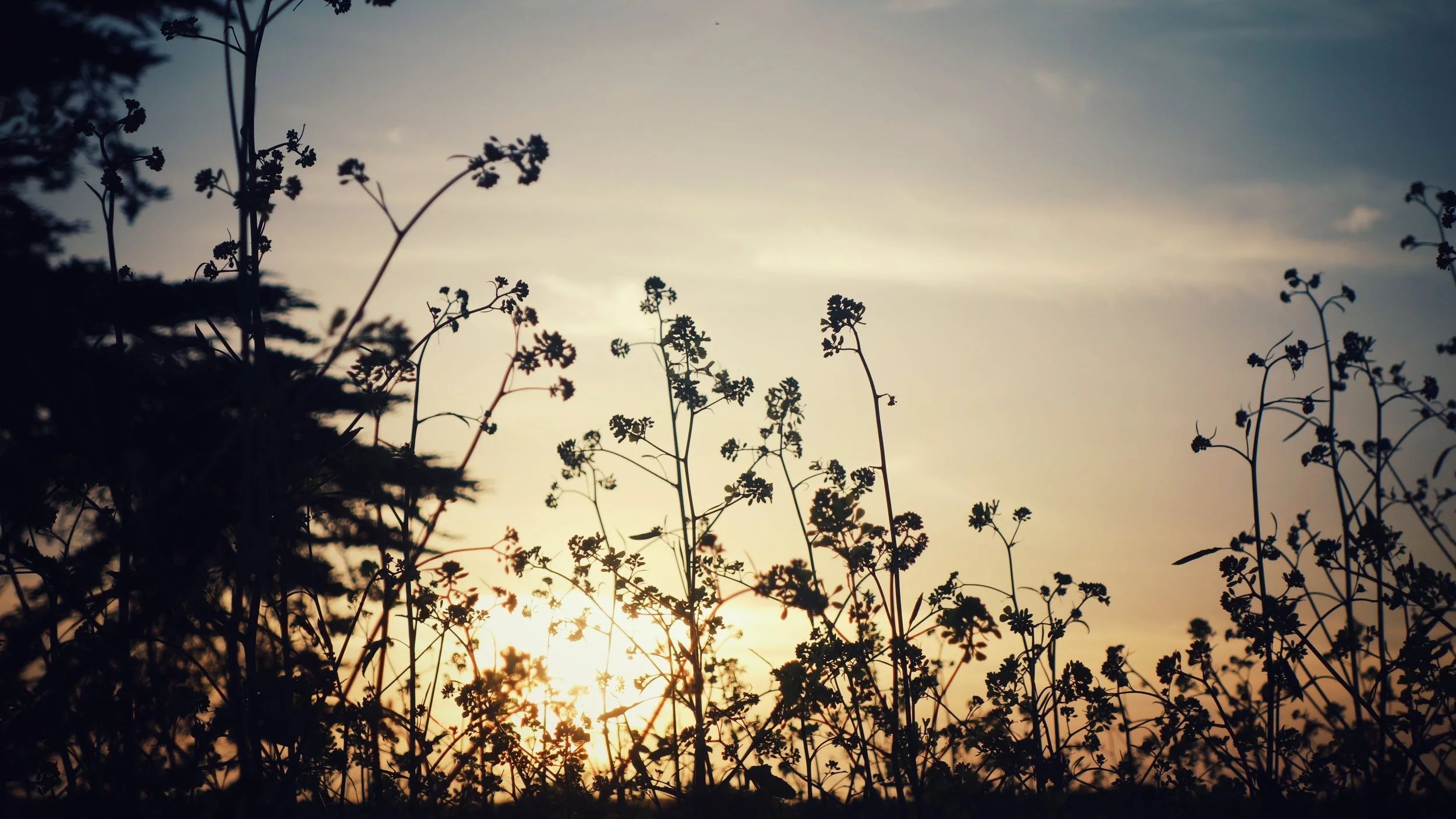 The neighboring field