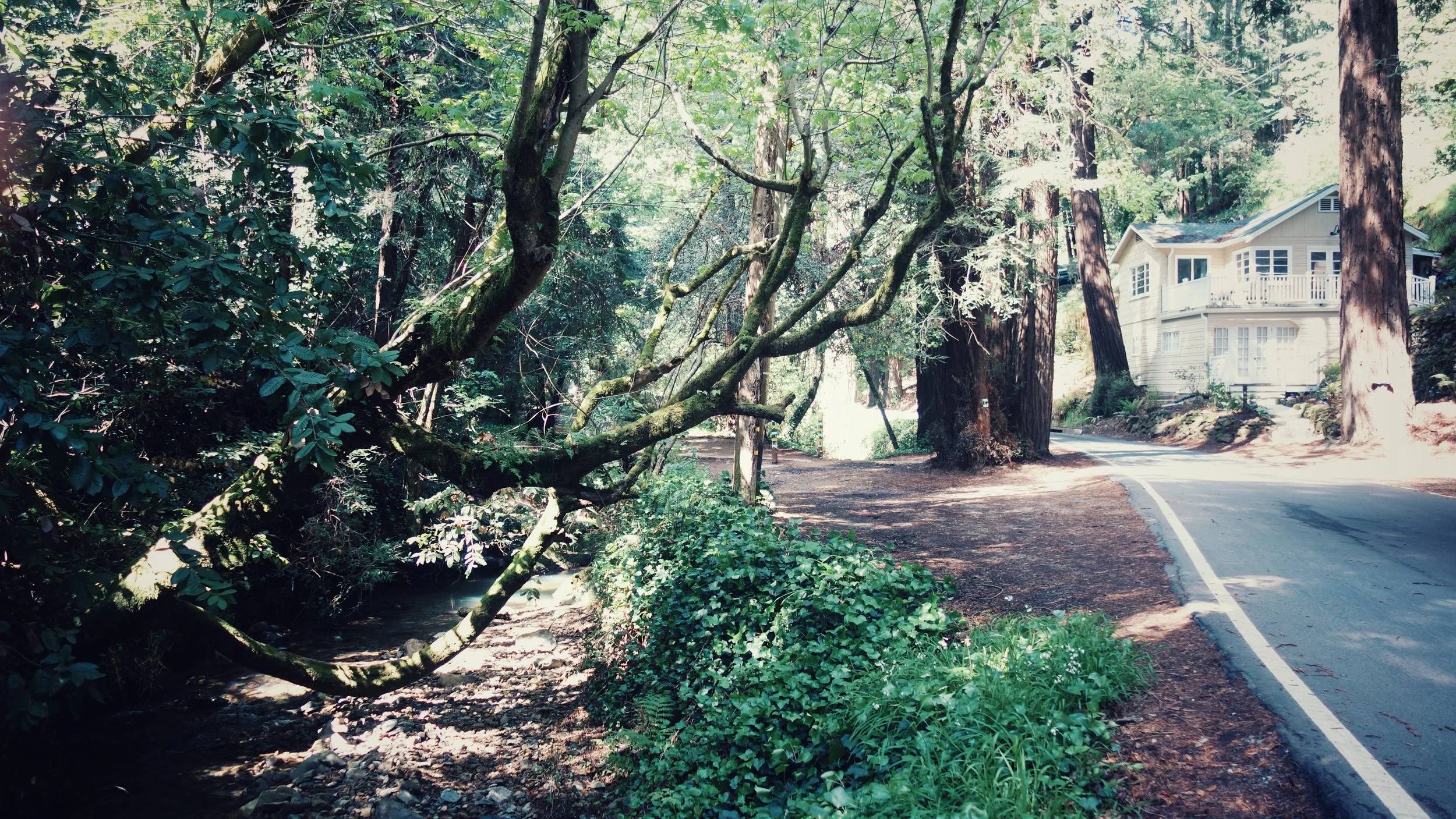 One of the houses embedded within the Redwoods.