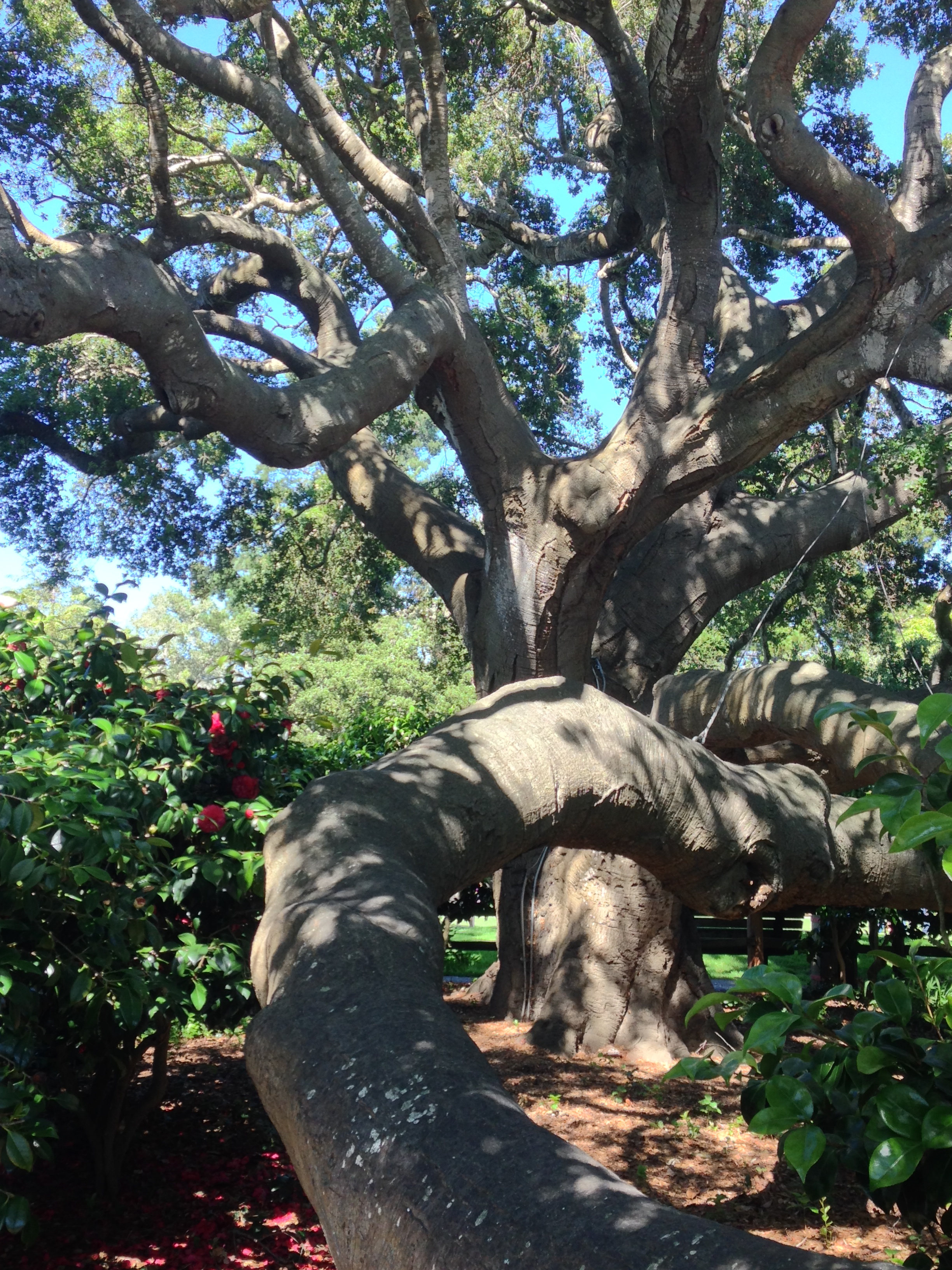 the tree, on saturday, when it was sunny.