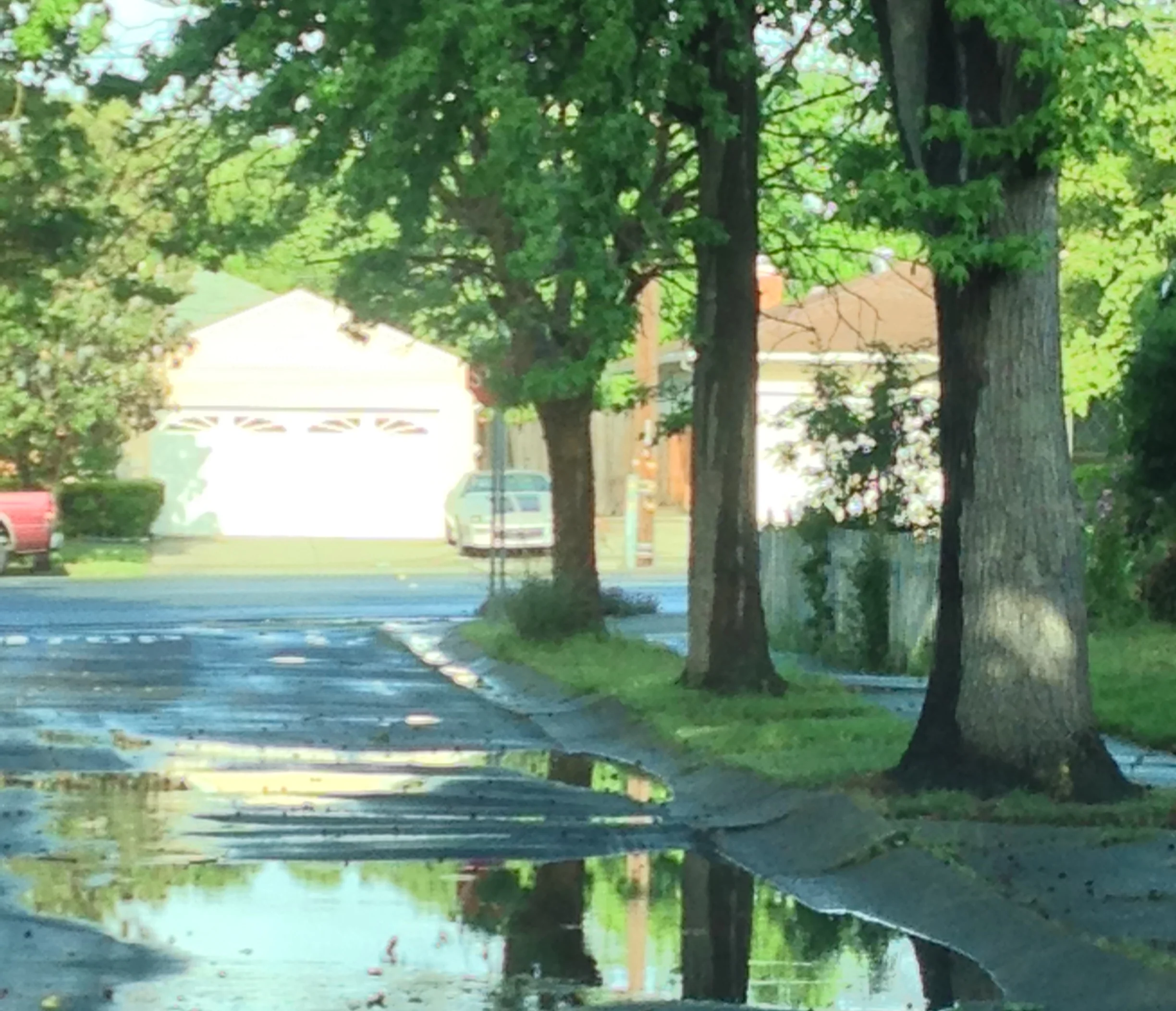 Puddle Reflections square.jpg