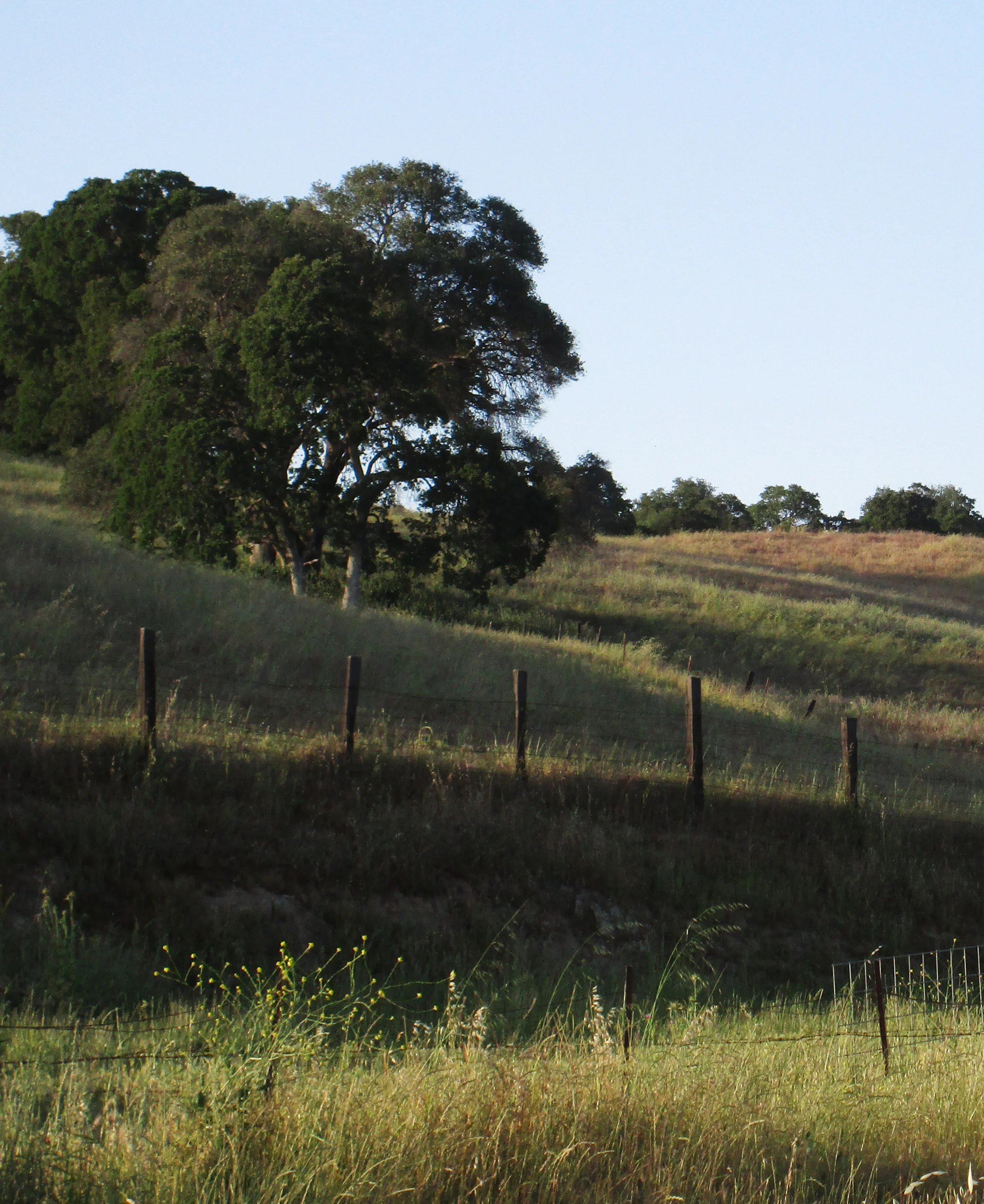 Grassy slope vertical.jpg
