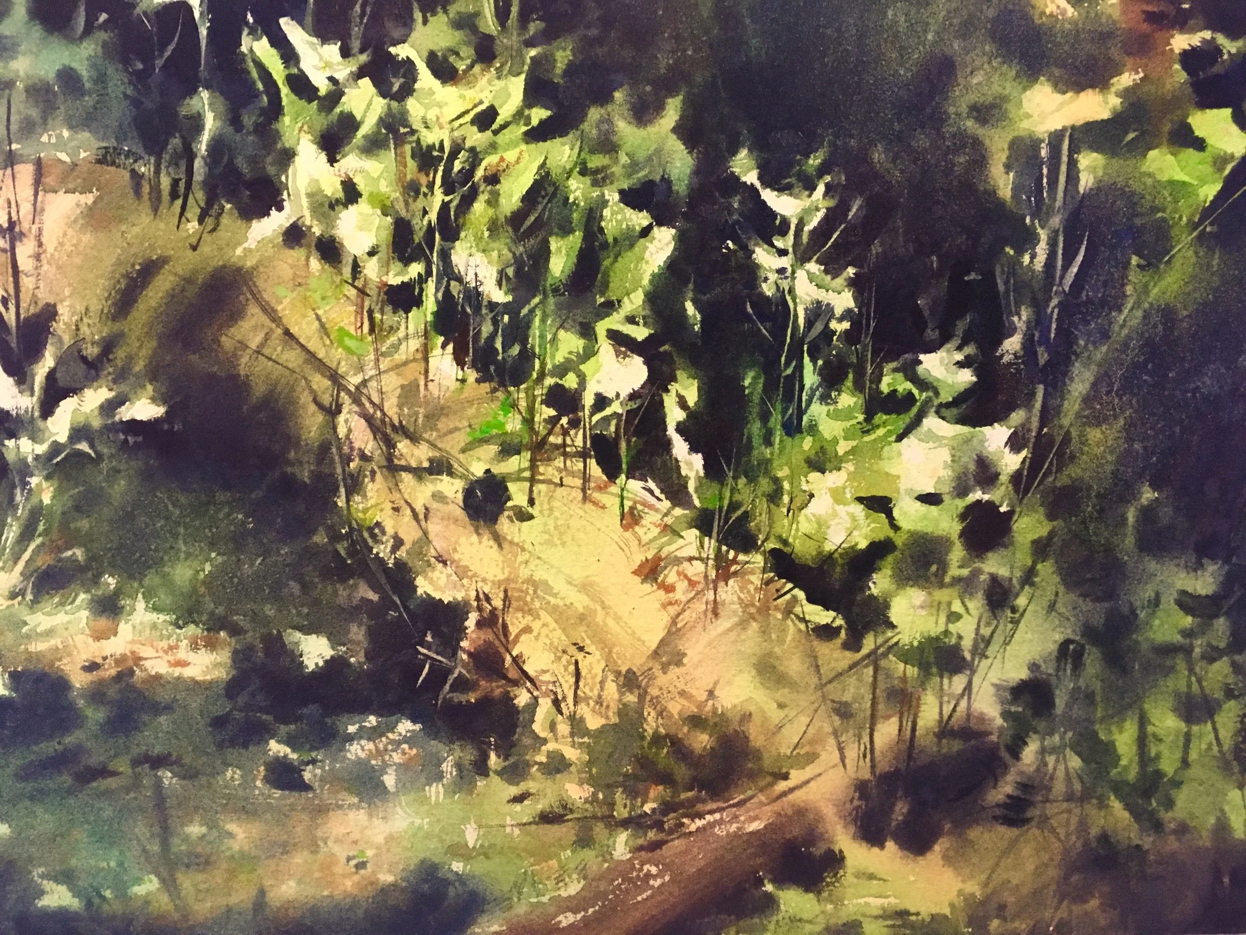 “nursery tree, muir woods” 11” x 15”, 400$